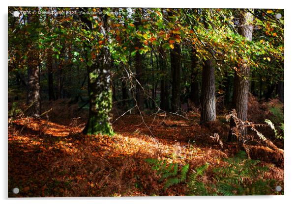 Enchanted Autumn Woods Acrylic by Derek Daniel