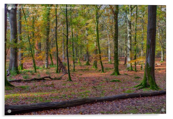 Beautiful Autumn Forest Scenery  Acrylic by Derek Daniel