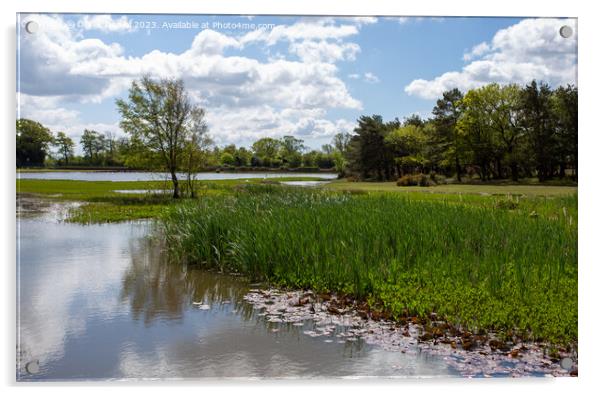Tranquil Waters of Hatchet Pond Acrylic by Derek Daniel