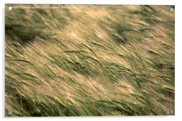 Barley blowing in the wind Acrylic by Derek Daniel
