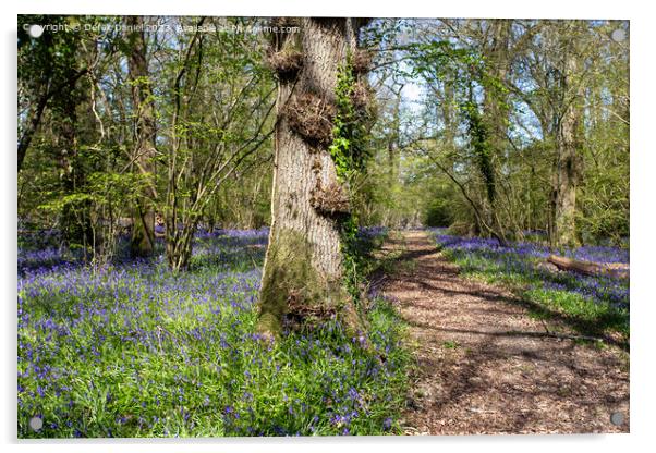 Bluebell Woodland in Pamphill Wood Acrylic by Derek Daniel