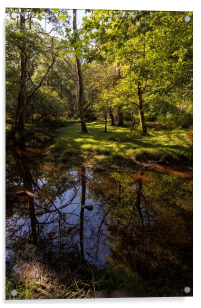 tranquil scene in The New Forest Acrylic by Derek Daniel