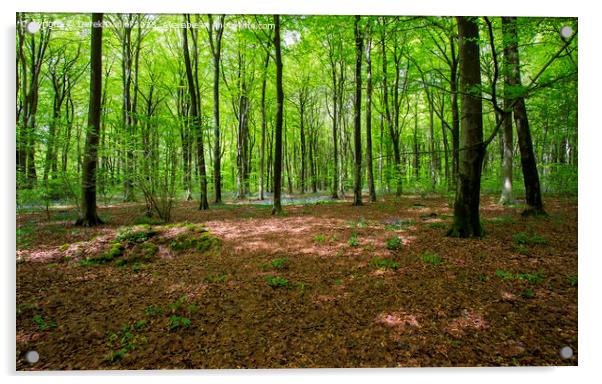 A walk through the woods at Micheldever Acrylic by Derek Daniel