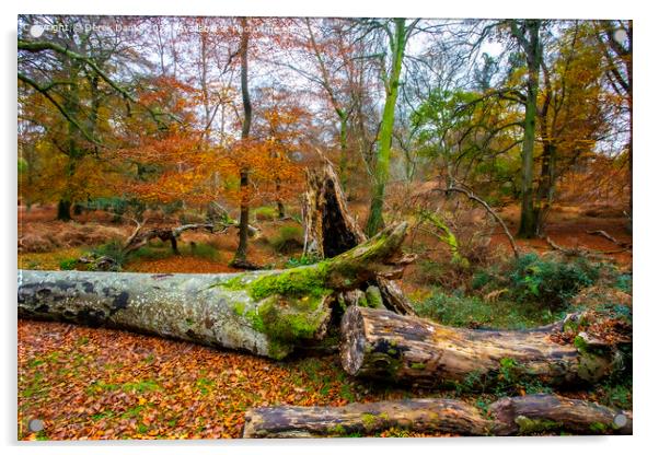 Autumn Forest Scene Acrylic by Derek Daniel