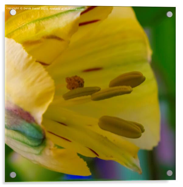 "Enchanting Lily Blossom" Acrylic by Derek Daniel