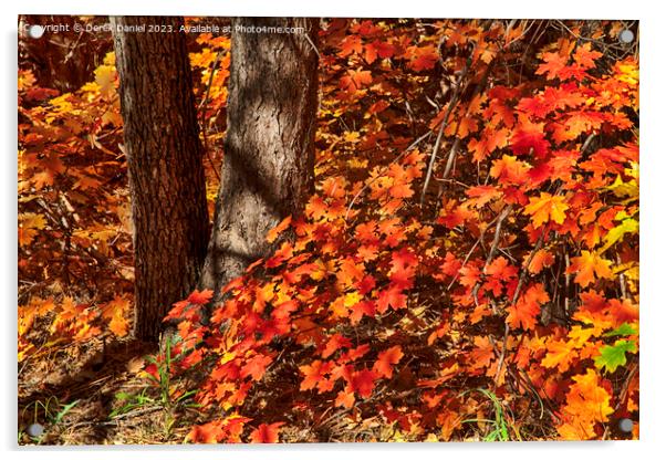 Autumn colours in Oak Creek Canyon, Sedona Acrylic by Derek Daniel