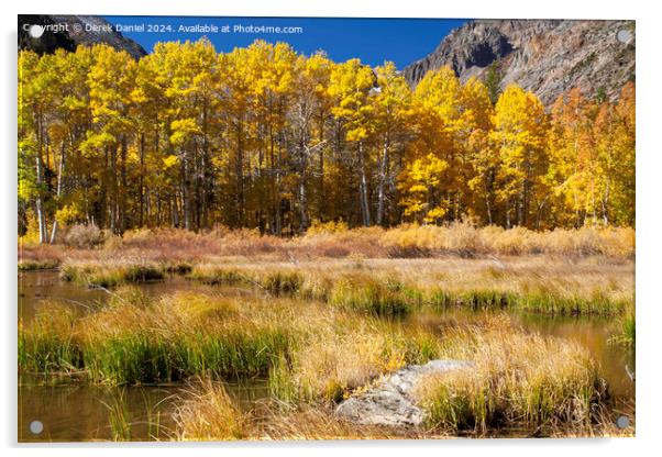 Aspens in Lundy Canyon, Lee Vining, California Acrylic by Derek Daniel