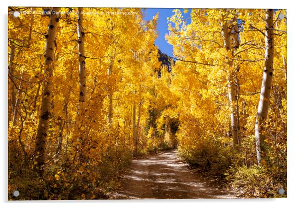 walking through the Aspens at Lundy Canyon Acrylic by Derek Daniel