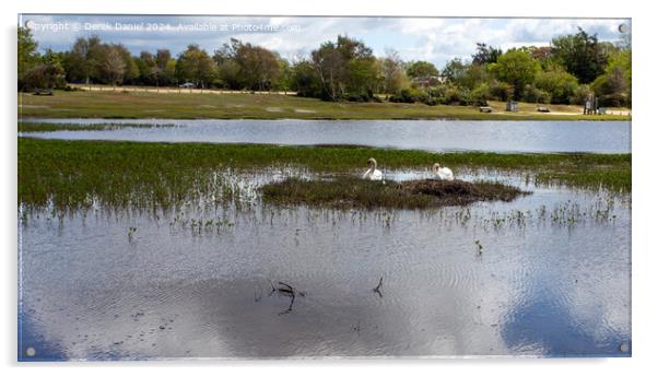 Nesting Swans at Hatchet Pond Acrylic by Derek Daniel