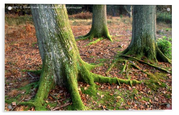 Moss covered tree trunks Acrylic by Derek Daniel