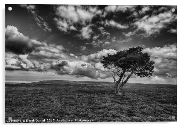 Tree, North Yorkshire Moors (mono) Acrylic by Derek Daniel