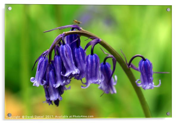 Bluebells Acrylic by Derek Daniel