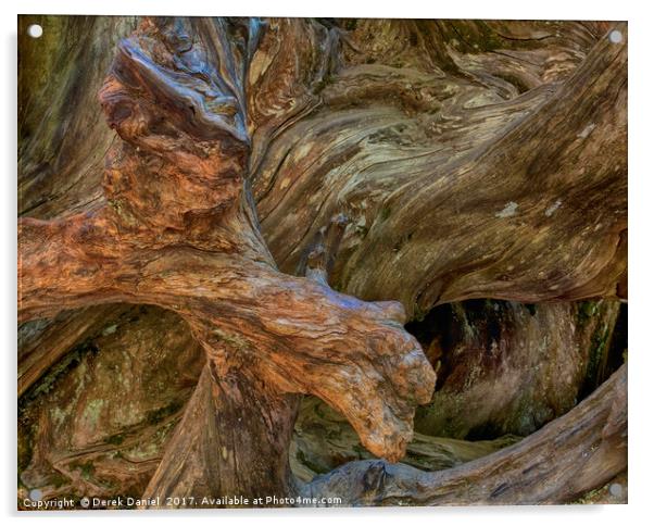 Tree Root, Mariposa Grove, Yosemite Acrylic by Derek Daniel
