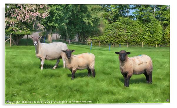 3 Sheep Acrylic by Derek Daniel