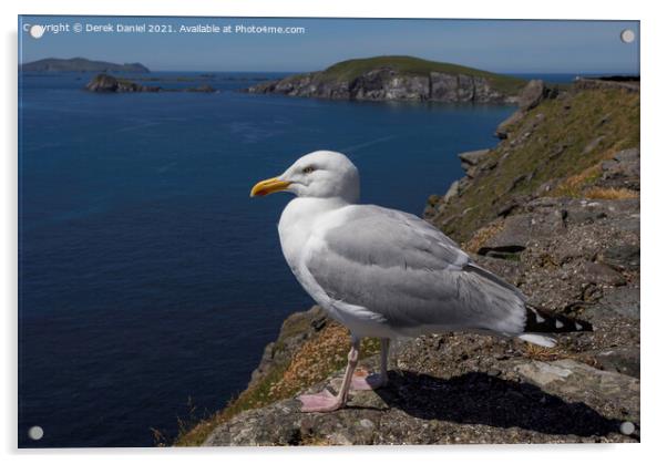 Seagull on the cliffs by Dunmore Head, Ireland Acrylic by Derek Daniel