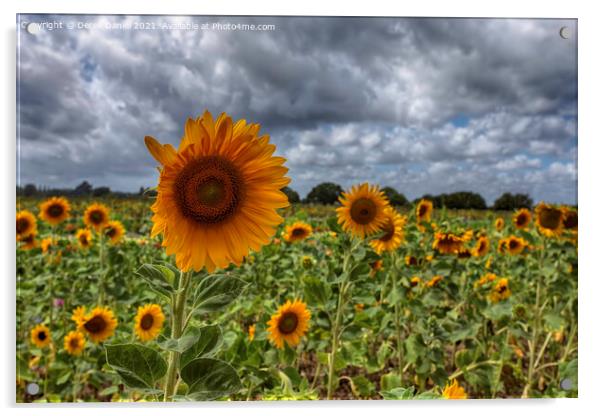 Sunflowers Acrylic by Derek Daniel
