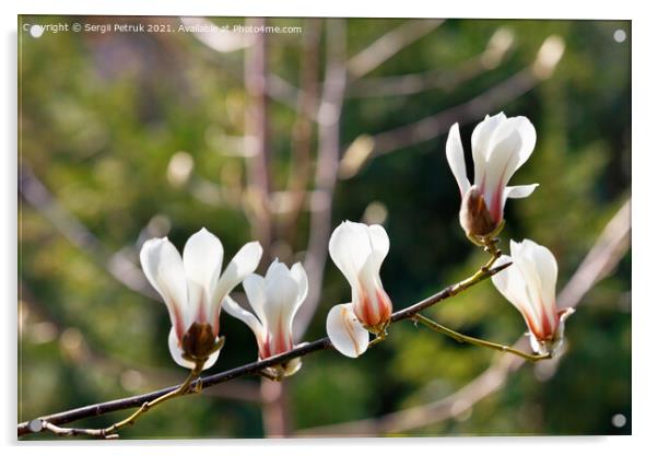 White magnolia flowers begin to bloom in the spring garden. Acrylic by Sergii Petruk