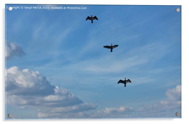 Flying black herons in the blue cloudy sky. Acrylic by Sergii Petruk