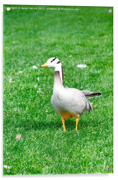 Bar-headed goose Anser indicus grazes on a green grassy lawn in a summer park. Acrylic by Sergii Petruk