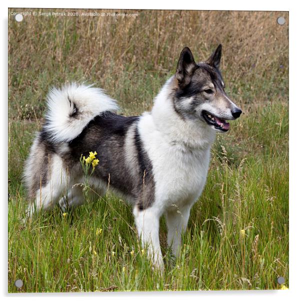 Hunting dog Siberian Laika outdoors saw prey Acrylic by Sergii Petruk