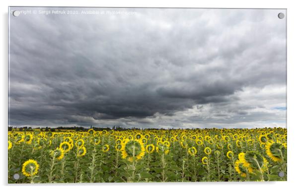 stormy sky over the field of sunflowers Acrylic by Sergii Petruk