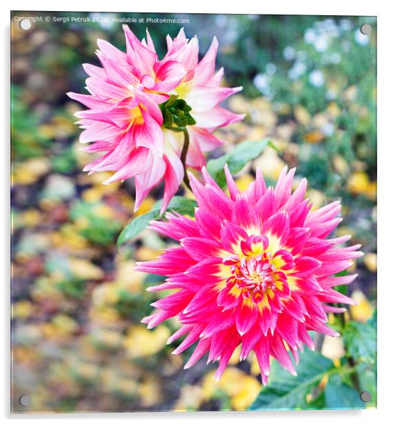 Bright red-pink flower Dahlia in the autumn garden Acrylic by Sergii Petruk