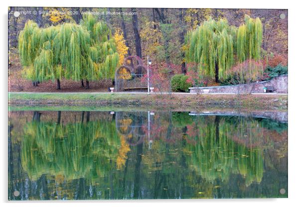 Beautiful green weeping willows on the shore of a pond in an autumn park Acrylic by Sergii Petruk