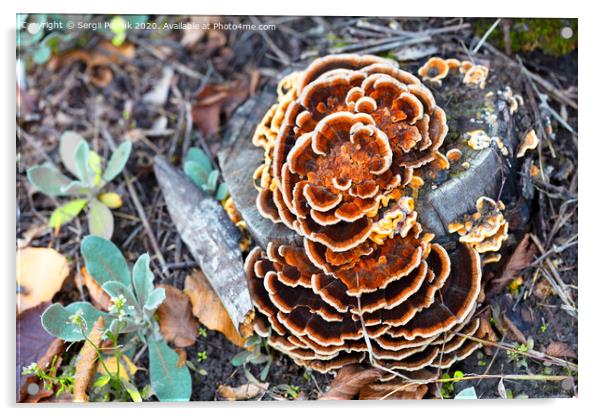 bright orange mushroom growing on an old stump in an autumn park Acrylic by Sergii Petruk