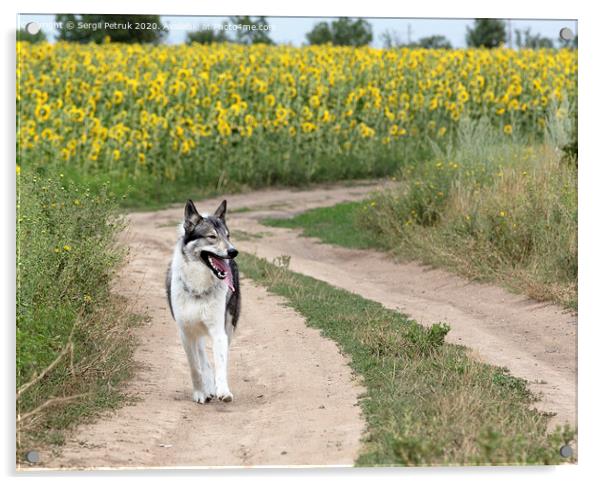 Hunting dog Siberian Laika outdoors walking along a dirt road Acrylic by Sergii Petruk
