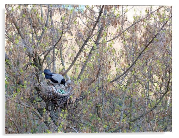 A young crow looks at his put eggs in the nest Acrylic by Sergii Petruk