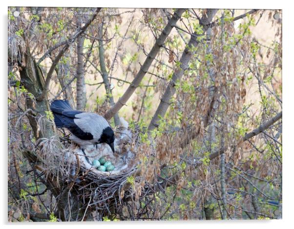 A young crow looks at his put eggs in the nest Acrylic by Sergii Petruk