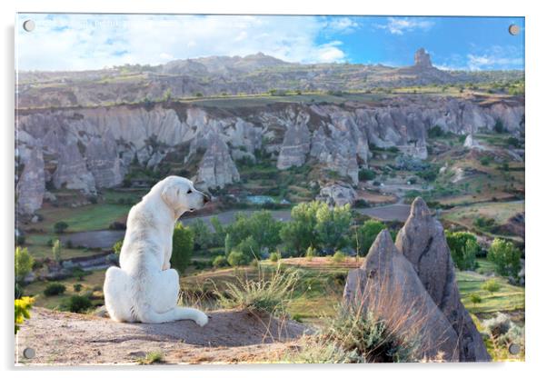 White dog sits and examines the mountain landscape of Cappadocia Acrylic by Sergii Petruk