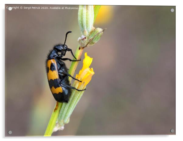 Yellow-black beetle is located on a field flower to have lunch Acrylic by Sergii Petruk