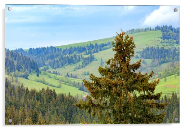 The top of a pine tree is dotted with young cones. Carpathians. Mountain landscape, coniferous forests. Acrylic by Sergii Petruk