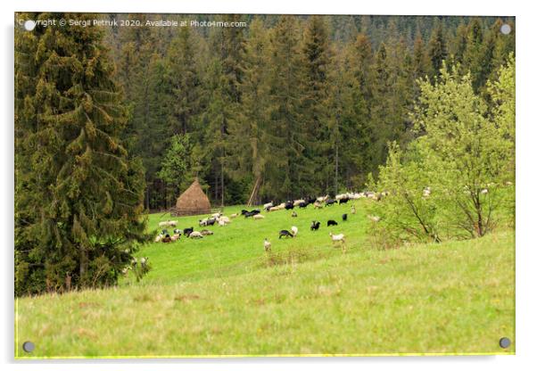 A flock of sheep grazing on a hill of mountain green meadows on a bright spring morning near a haystack. Acrylic by Sergii Petruk