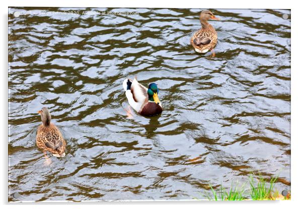 Three wild ducks swim in the city pond Acrylic by Sergii Petruk