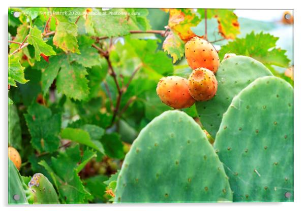 Fruits of an orange ripe sweet cactus prickly pear cactuson a young light green plant. Acrylic by Sergii Petruk
