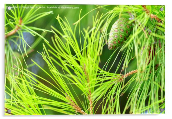 Young spruce cone on a lush coniferous tree branch, close-up. Acrylic by Sergii Petruk