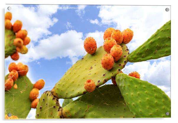 Fruits of an orange ripe sweet cactus of prickly pear prickly pear cactus against the background of a blue slightly cloudy sky. Acrylic by Sergii Petruk
