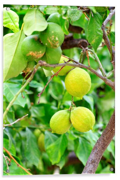 The citrus fruits of green lemon on a young light green, treevertical image. Acrylic by Sergii Petruk