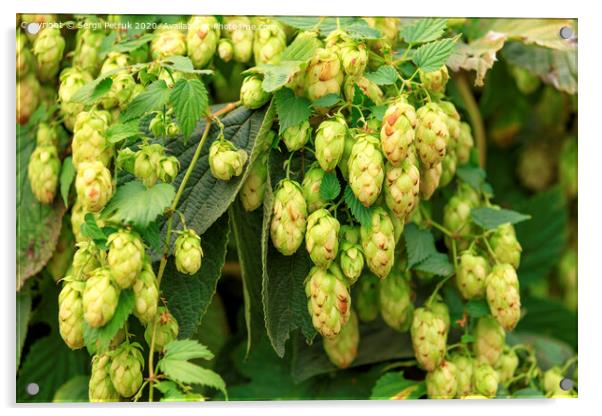 Cones of aromatic hops hang down in dense racemes. Acrylic by Sergii Petruk