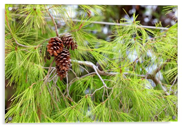Opened fir cones on a lush branch of a Mediterranean pine, close-up. Acrylic by Sergii Petruk