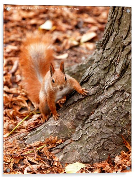 Portrait of a curious orange squirrel peeking from behind the roots of a tree. Acrylic by Sergii Petruk