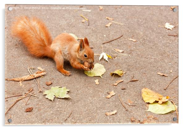 Red squirrel nibbles a walnut in the autumn. Acrylic by Sergii Petruk