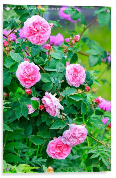 Blooming tea rose bush in the garden. Acrylic by Sergii Petruk
