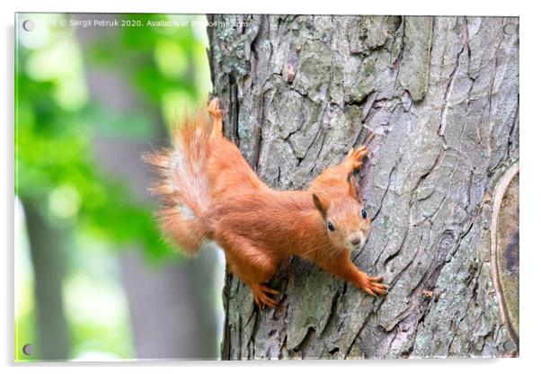 An orange squirrel carefully looks forward, clinging to a tree trunk. Acrylic by Sergii Petruk