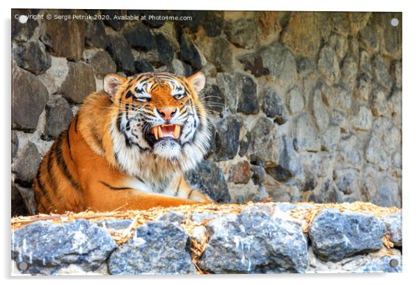 Portrait of a wild tiger with a growling grin lying against a stone wall. Acrylic by Sergii Petruk