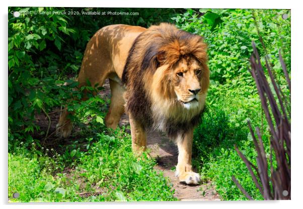 A wild lion walks along a forest path. Acrylic by Sergii Petruk