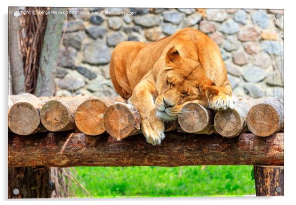 A lioness sleeps peacefully on a platform of wooden logs on a blurred background of a stone wall and green grass. Acrylic by Sergii Petruk
