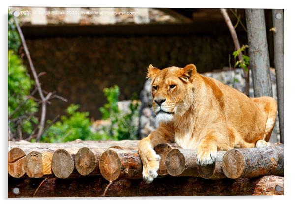 The lioness is resting on a platform made of wooden logs. Acrylic by Sergii Petruk